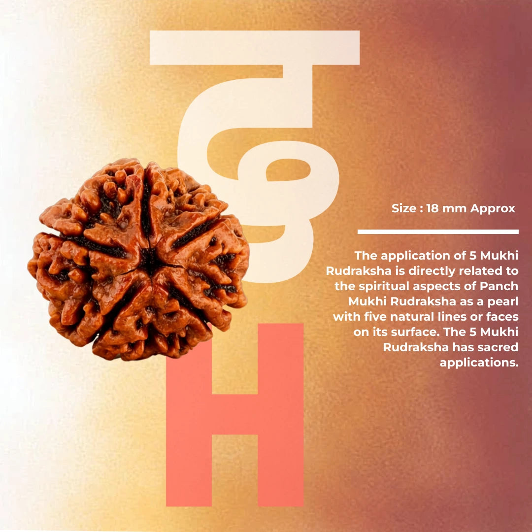 Natural 5 Mukhi Nepali Rudraksha