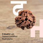 3 Mukhi Lab Certified Rudraksha