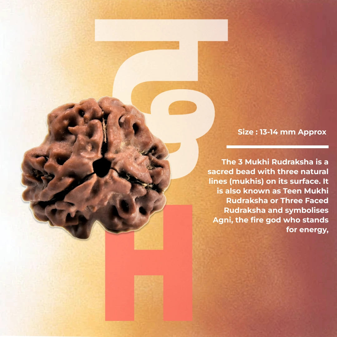 3 Mukhi Lab Certified Rudraksha
