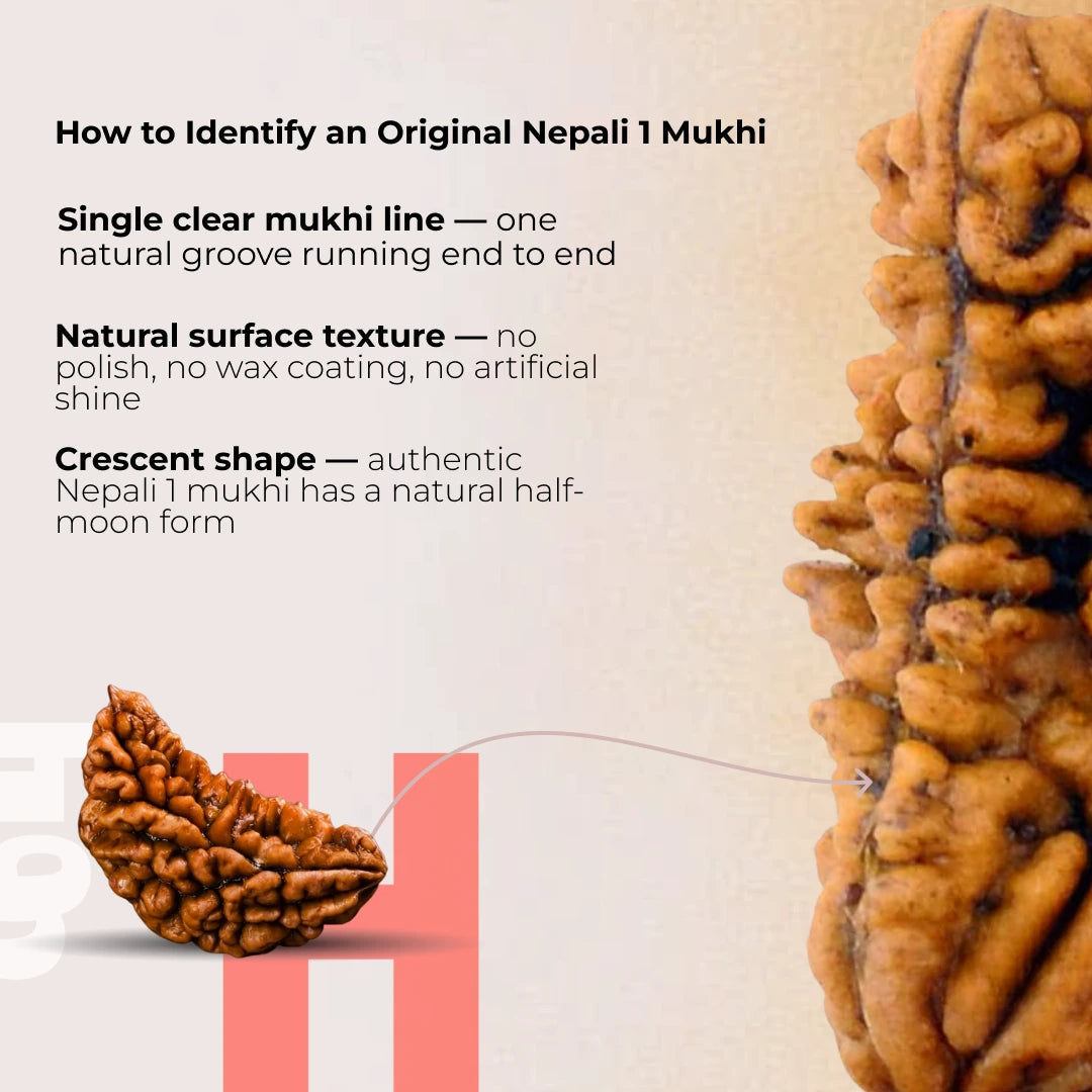 1 Mukhi Lab Certified Rudraksha - view 7