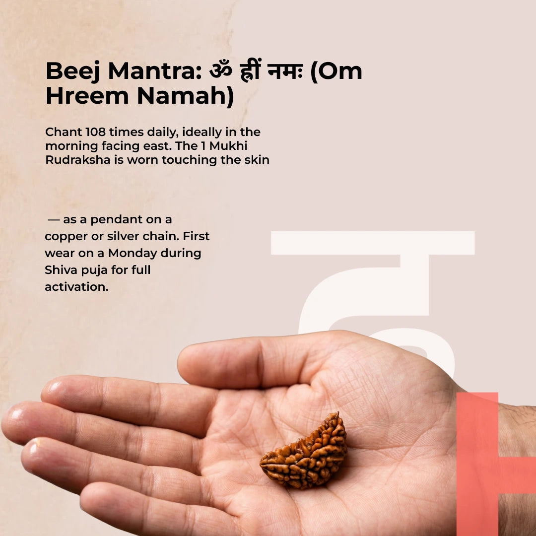 1 Mukhi Lab Certified Rudraksha - view 8