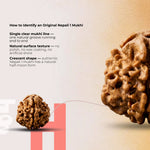 1 mukhi Gol Rudraksha - view 4