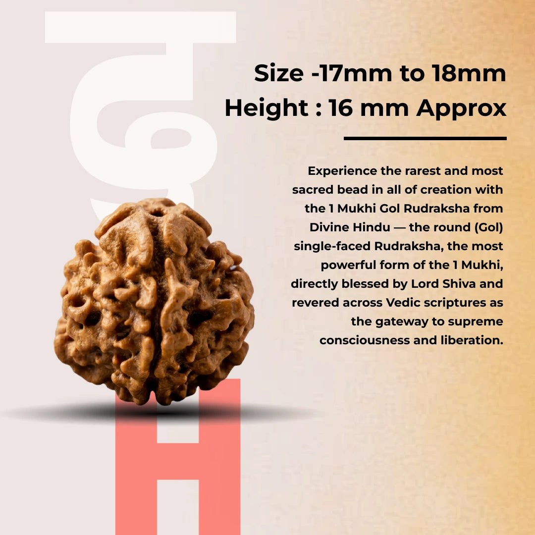 1 mukhi Gol Rudraksha - view 3