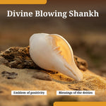 Divine Blowing Shankh