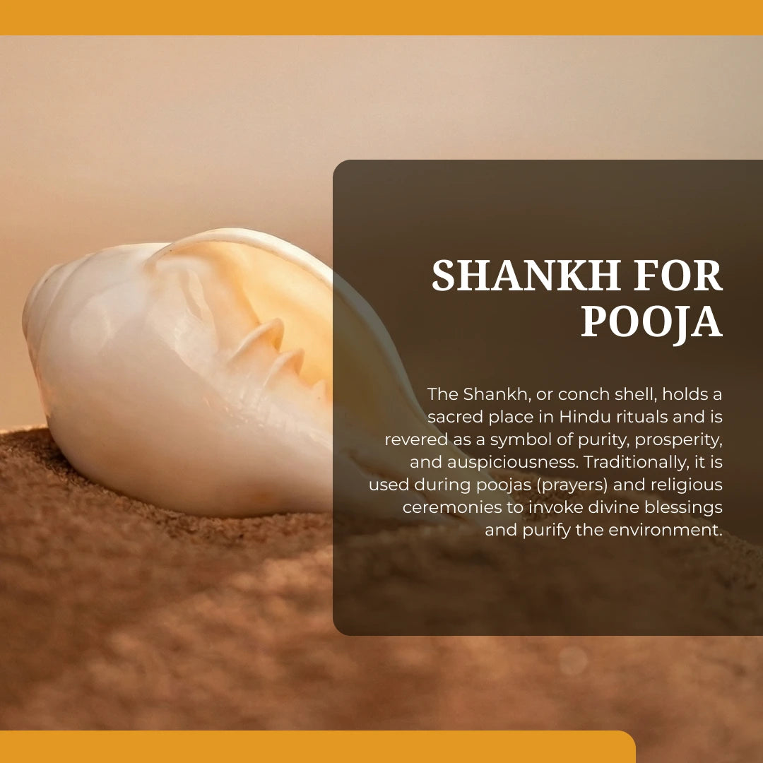 Divine Blowing Shankh