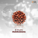 8 Mukhi Lab Tested Certified Rudraksha - view 6