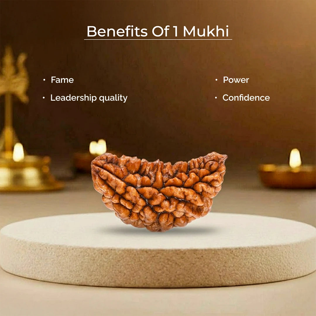 1 Mukhi Lab Certified Rudraksha - view 9