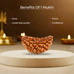 1 Mukhi Lab Certified Rudraksha - view 9