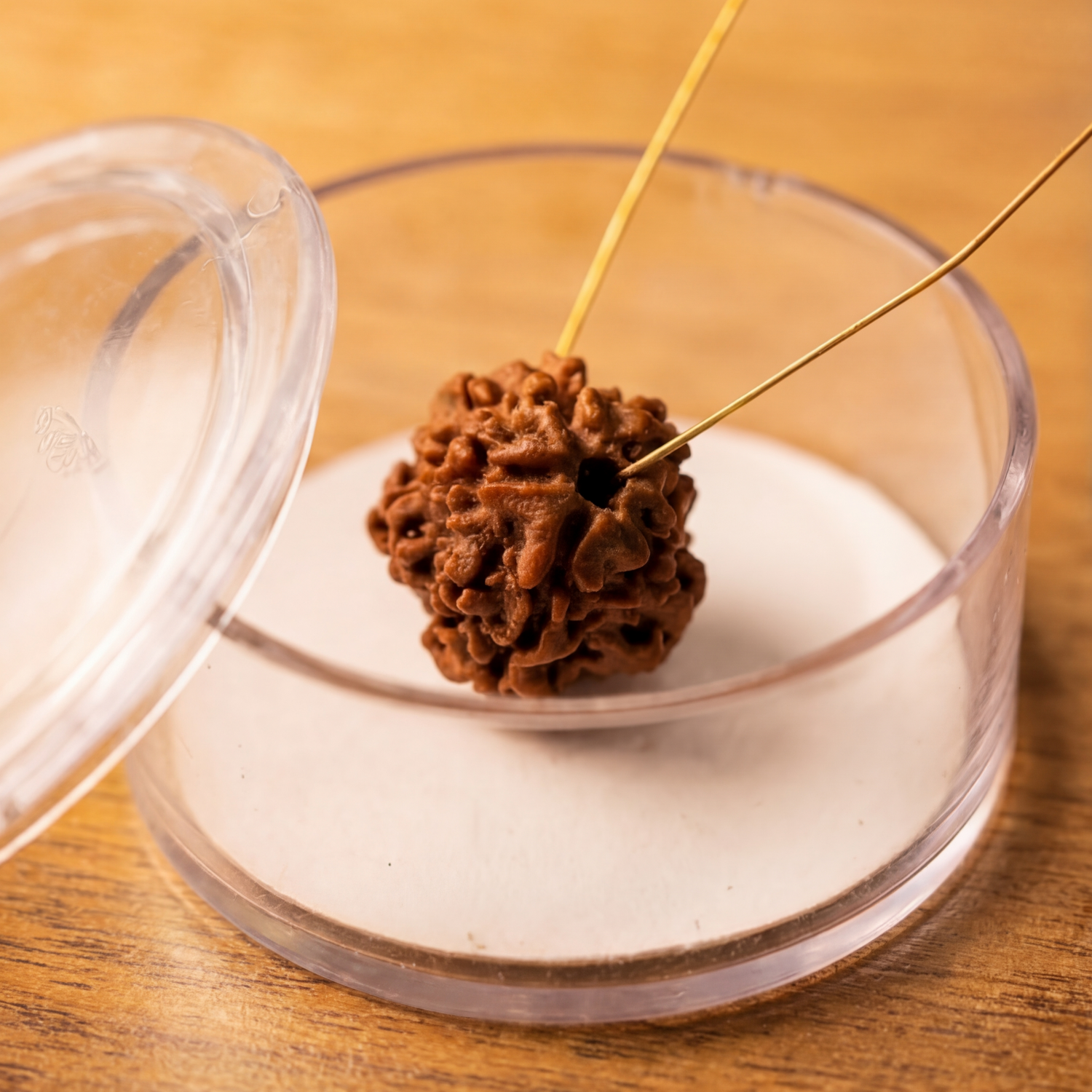 1 mukhi Gol Rudraksha
