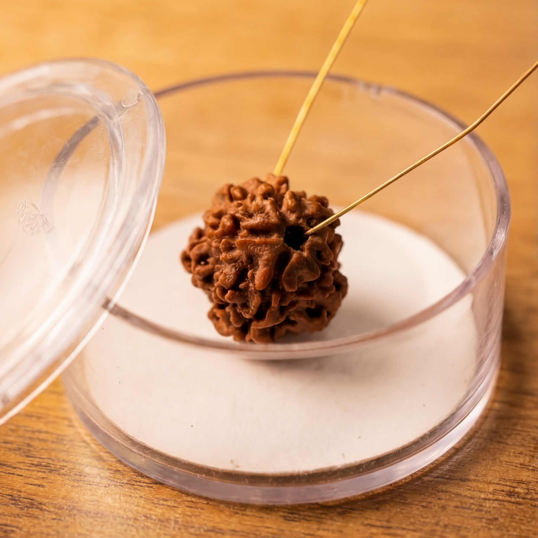 1 mukhi Gol Rudraksha - view 2