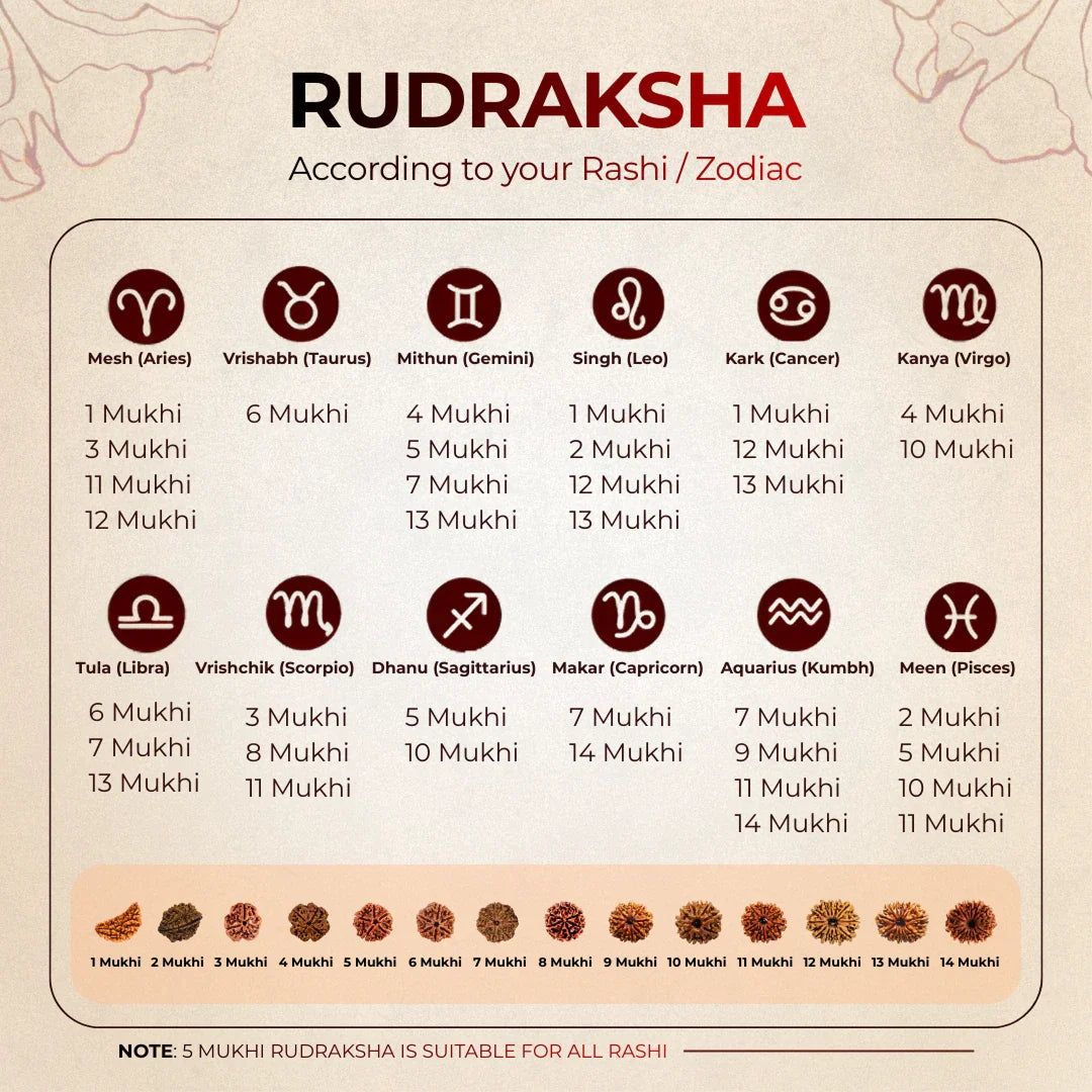 8 Mukhi Lab Tested Certified Rudraksha - view 8