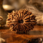 17 Mukhi Rudraksha (Nepal Origin) - view 4