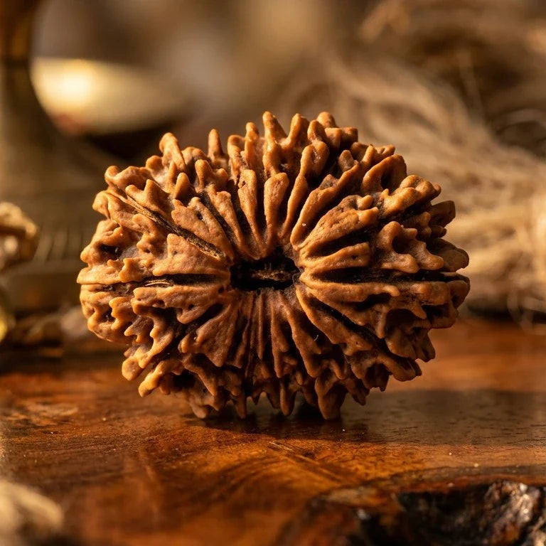 17 Mukhi Rudraksha (Nepal Origin) - view 4