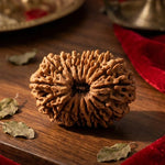 16 Mukhi Rudraksha (Nepal Origin) - view 5