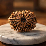 16 Mukhi Rudraksha (Nepal Origin) - view 3