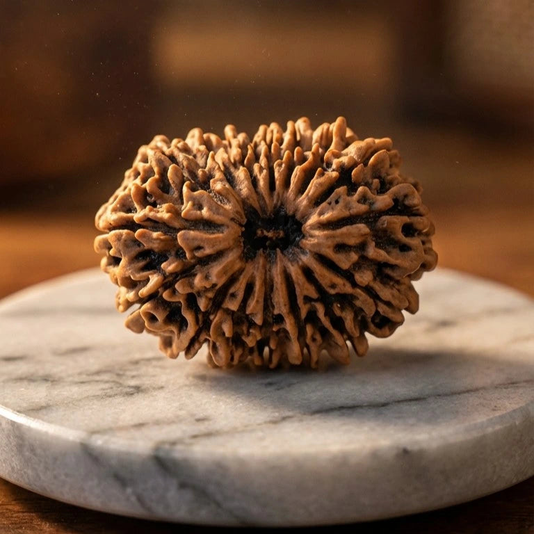 16 Mukhi Rudraksha (Nepal Origin) - view 3