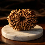 16 Mukhi Rudraksha (Nepal Origin) - view 4