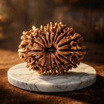 17 Mukhi Rudraksha (Nepal Origin) - view 5