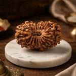 19 Mukhi Rudraksha (Nepal Origin) - view 6
