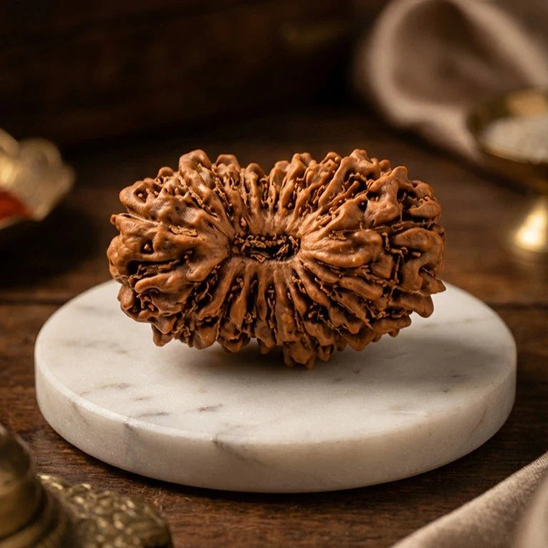 19 Mukhi Rudraksha (Nepal Origin) - view 6