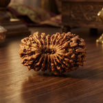 19 Mukhi Rudraksha (Nepal Origin) - view 4