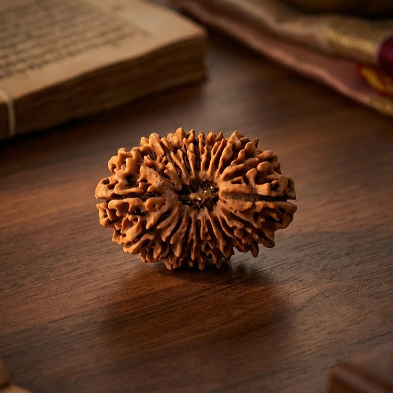 18 Mukhi Rudraksha (Nepal Origin)