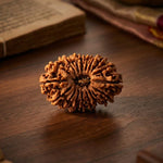 18 Mukhi Rudraksha (Nepal Origin) - view 6