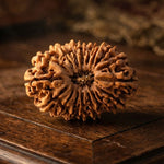 18 Mukhi Rudraksha (Nepal Origin)
