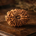 18 Mukhi Rudraksha (Nepal Origin) - view 5
