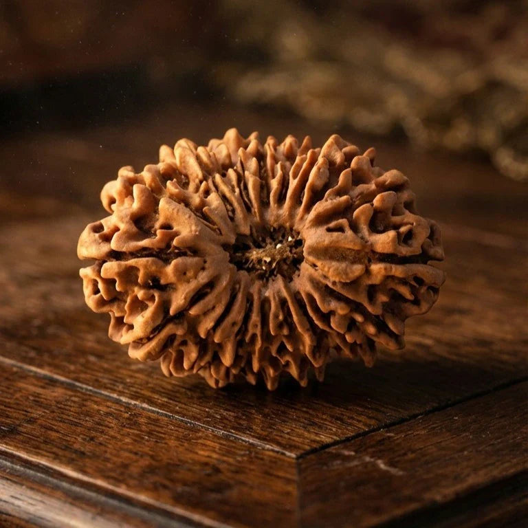 18 Mukhi Rudraksha (Nepal Origin) - view 5