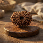 16 Mukhi Rudraksha (Nepal Origin) - view 2