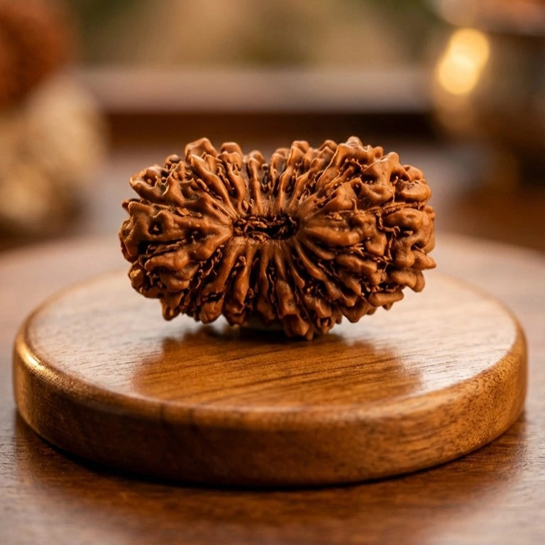 19 Mukhi Rudraksha (Nepal Origin)