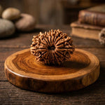 17 Mukhi Rudraksha (Nepal Origin) - view 7