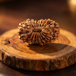19 Mukhi Rudraksha (Nepal Origin) - view 7