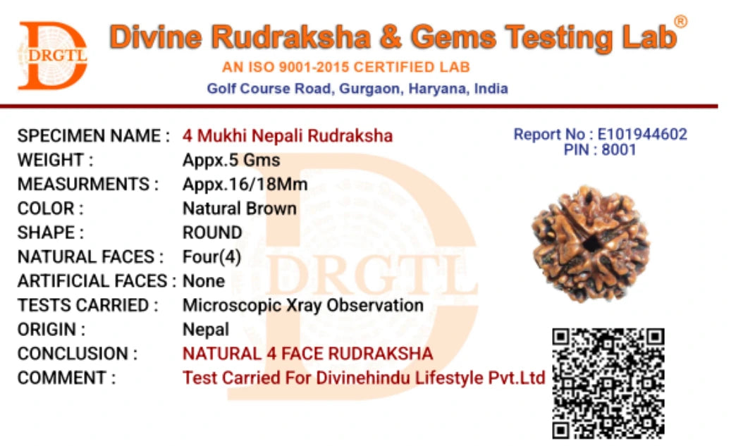 4 Mukhi Lab Tested Certified Nepali Rudraksha - view 5