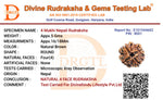4 Mukhi Lab Tested Certified Nepali Rudraksha - view 5