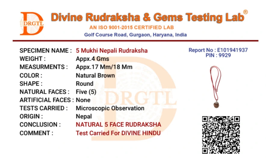 5 Mukhi Lab Tested Certified Nepali Rudraksha - view 4
