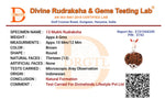 13 Mukhi Lab Tested Certified Rudraksha - view 15