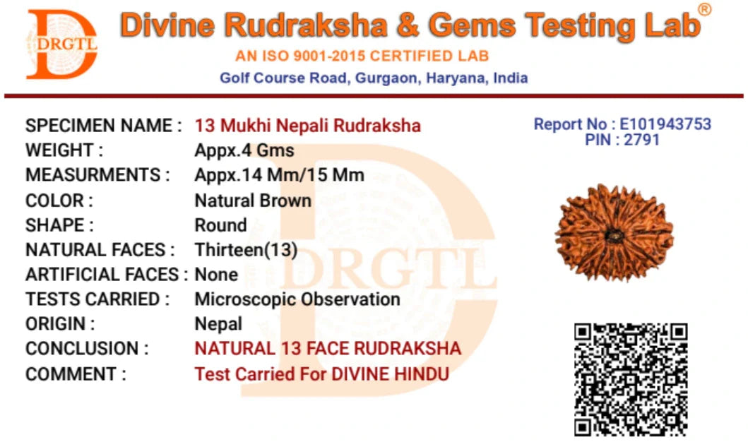13 Mukhi Lab Tested Certified Rudraksha - view 16