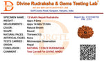 13 Mukhi Lab Tested Certified Rudraksha - view 16