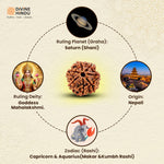 Buy 7 Mukhi Rudraksha | 7 Mukhi Rudraksha | Rudraksha 7 Mukhi