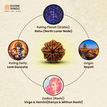 8 Mukhi Lab Tested Certified Rudraksha - view 9