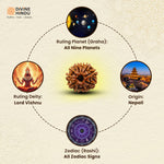 10 Mukhi Rudraksha | Rudraksha 10 Mukhi | Buy 10 Mukhi Rudraksha | 
