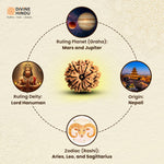 9 Mukhi Rudraksha | Rudraksha 9 Mukhi | Benefits of 9 Mukhi Rudraksha  