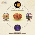 13 Mukhi Lab Tested Certified Rudraksha - view 10