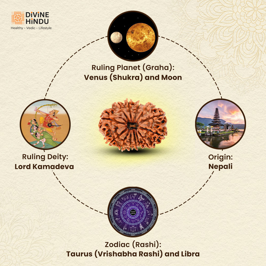 13 Mukhi Lab Tested Certified Rudraksha - view 10