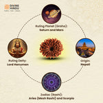 14 Mukhi Rudraksha | Benefits of 14 Mukhi Rudraksha 