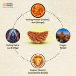 1 Mukhi Rudraksha (Chandrama) bead symbolizing enlightenment and supreme consciousness | Ruling Planet, Ruling Deity, Origin, Zodiac 
