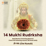 14 Mukhi Lab Tested Certified Rudraksha - view 4